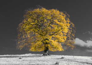 Yellow Tree on a hill