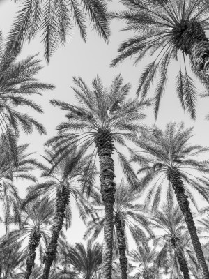 Palm Trees