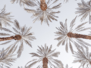 Palm Tops