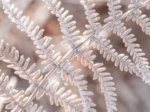 Plant Frost