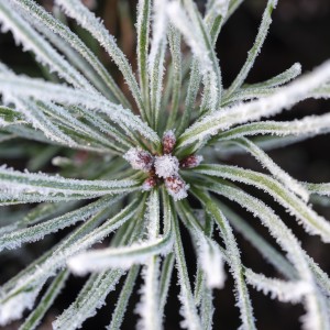 Frost on Pine Shoots