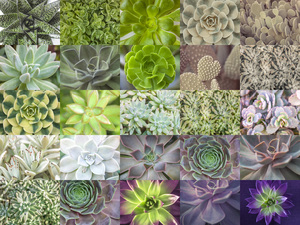 Succulents Collage