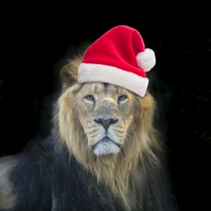 Lion with Santa hat