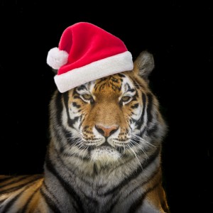 Tiger with Santa hat