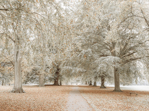 Pathway through autumn park