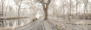Misty Forest