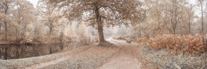 Misty Canal