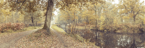 Misty Canal