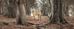 Horse Roaming Free 