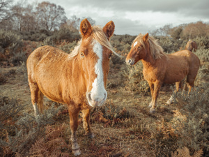 Horses in the wild