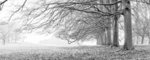 Natures Avenues