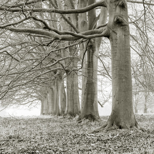 Trees in Row