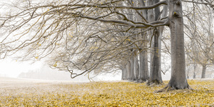 Natures Avenues