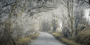 Frosted road through forest