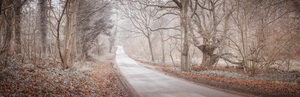 Road through forest