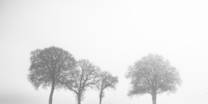 Natures Veil