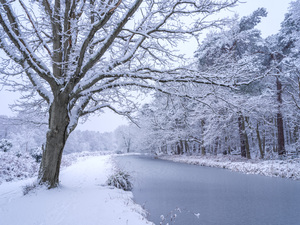 Snowy Forest Canal