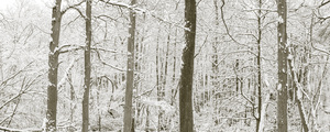 Snowy forest