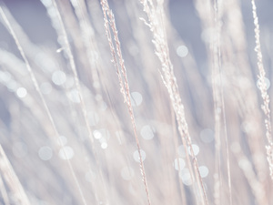 Reeds