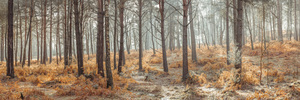 Enchanting Autumn