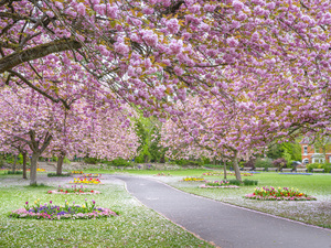 Blossom in the park