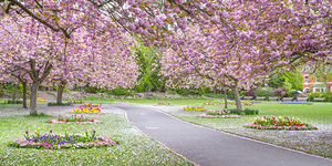 Blossom Park