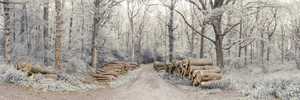 Stacked Logs in Forest