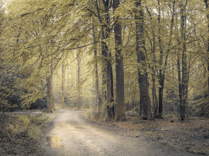 Forest Wanderings