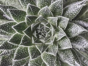 Aloe Aristata