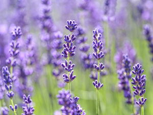 Lavender Field