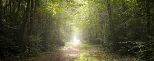 Pathway through misty forest