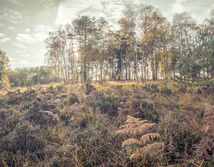 Forest Trees and Foliage