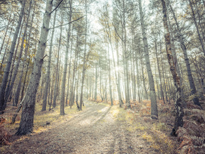Tranquil Pathway