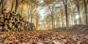Stack of Logs in Forest