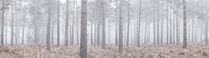Misty Pine Forest