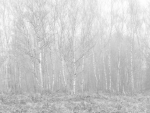 Silver Birch trees