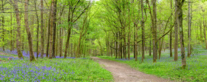 Blubells Forest