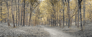 Golden forest path