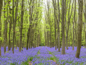 Bluebell forest