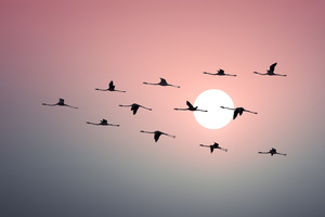 Flamingo Sunset