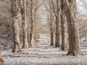 Path through forest