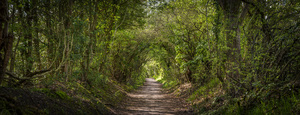 Journey through Forest
