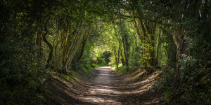 Journey through Forest