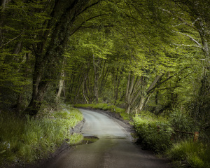 Road Through Forest