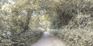Woodland spring path