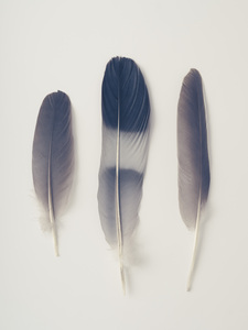 Delicate Feathers