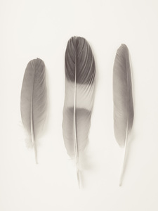 Delicate Feathers