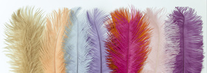 Feathers of Pastel