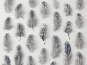 Marching Feathers - Sepia