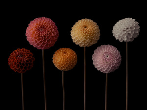 Six Dahlias